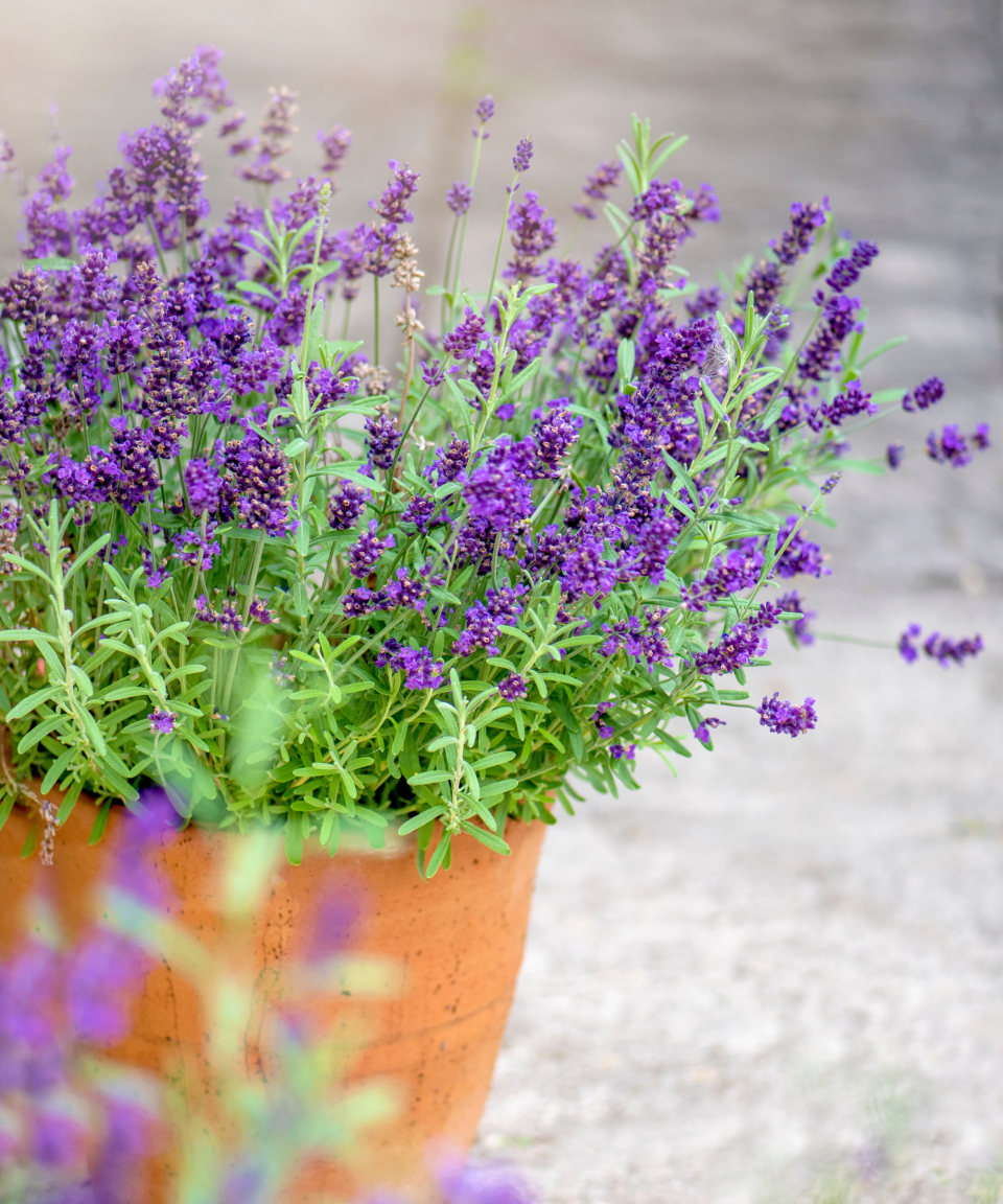 Mosquito repellent plants