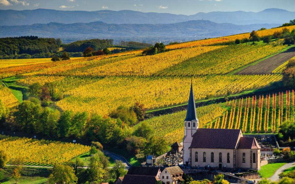 Vineyards in the Alsace - Getty