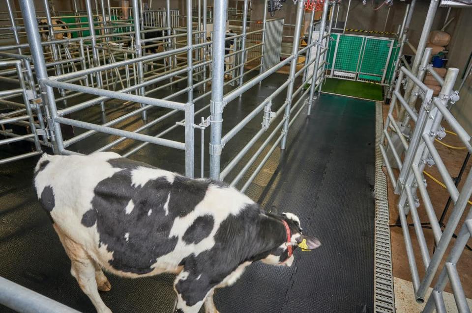 The calves were required to walk down an alley to enter the latrine pen. Source: Research Institute for Farm Animal Biology