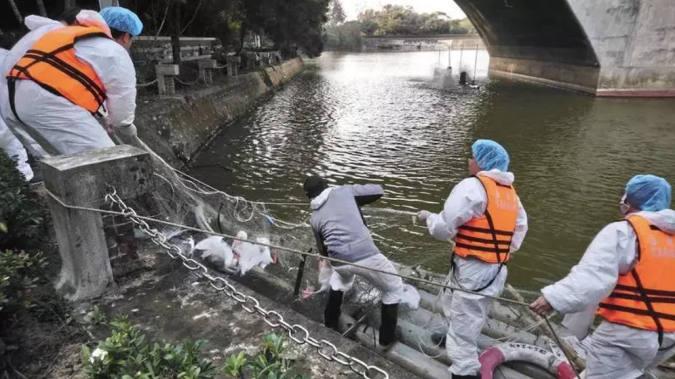 中正大學入口處的寧靜湖鴨鵝傳出感染禽流感一事，經相關規定進行撲殺。   圖：翻攝畫面