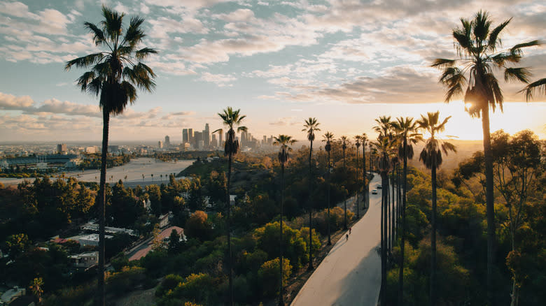 Palm Trees and city 