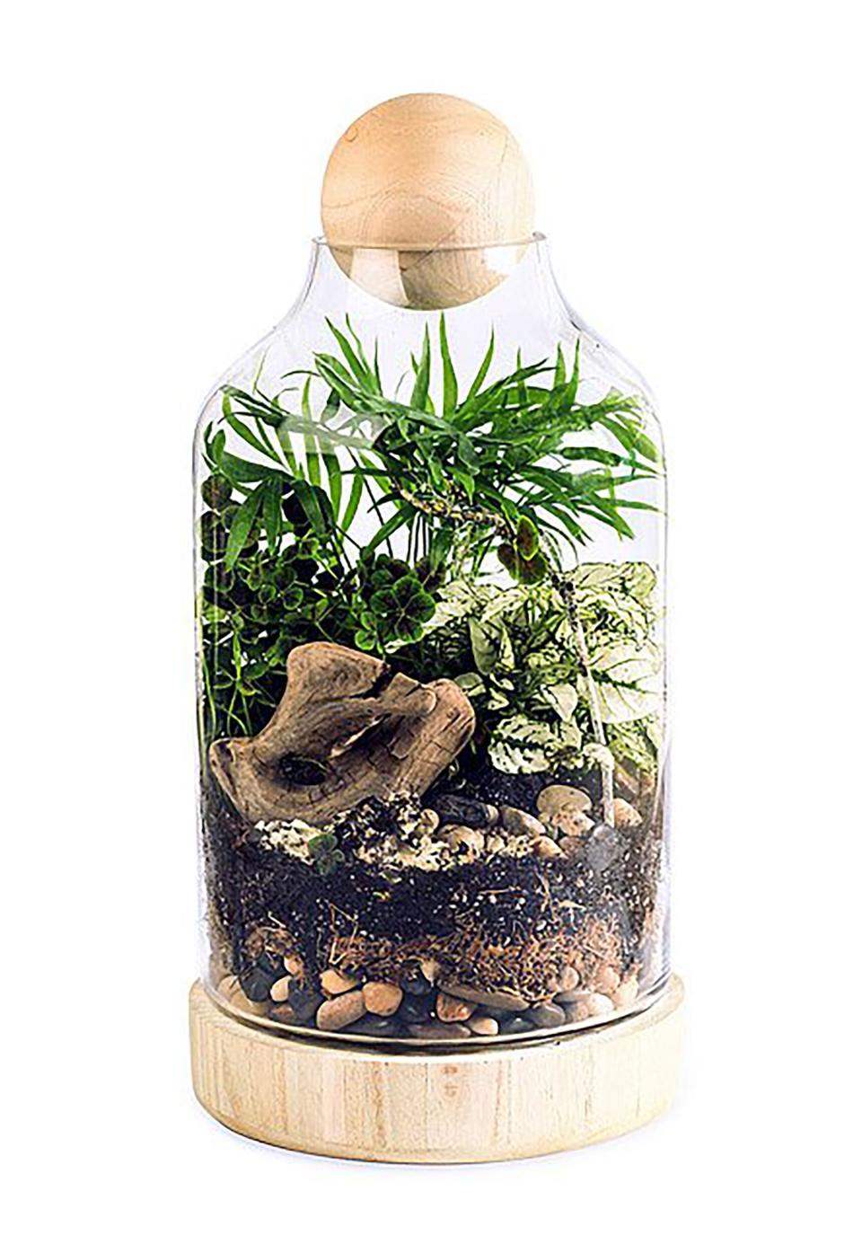 DIY Terrarium Kit