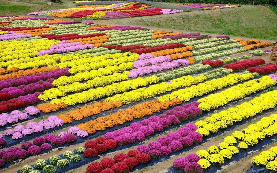 日本旅遊｜日本花季全攻略！一年四季花期、賞花景點推介一覽 4月紫藤花、鬱金香、芝櫻、粉蝶花