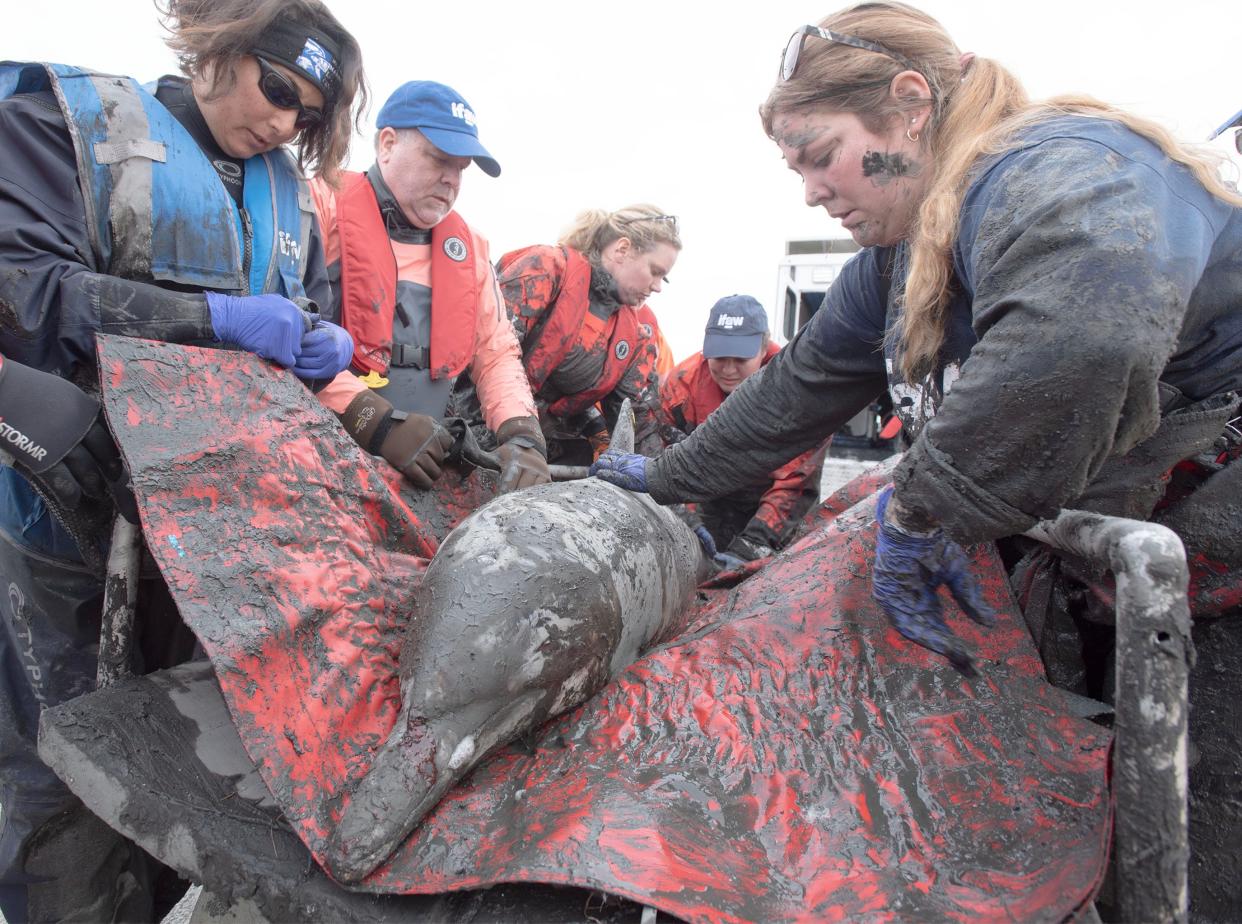 A mud splattered team from the International Fund for Animal Welfare, or IFAW, guides one of five common dolphins down to the water's edge for release at Herring Cove Beach in Provincetown. Seven of the dolphins stranded on the morning low tide in Wellfleet Harbor on Saturday. Five were pulled from the muck alive and rehabbed before their release. Two were found dead.