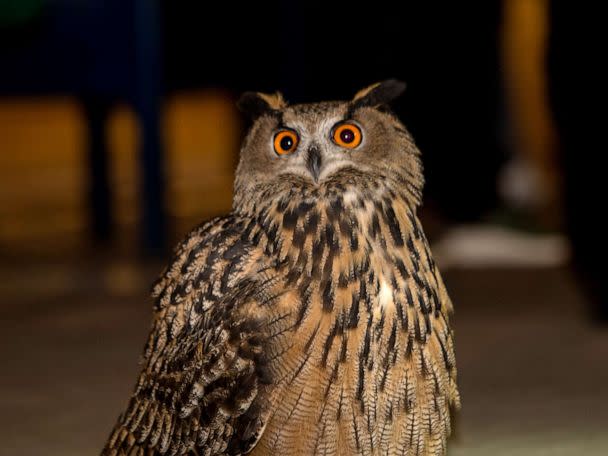 Central Park Zoo owl on the loose after exhibit vandalized, zoo says