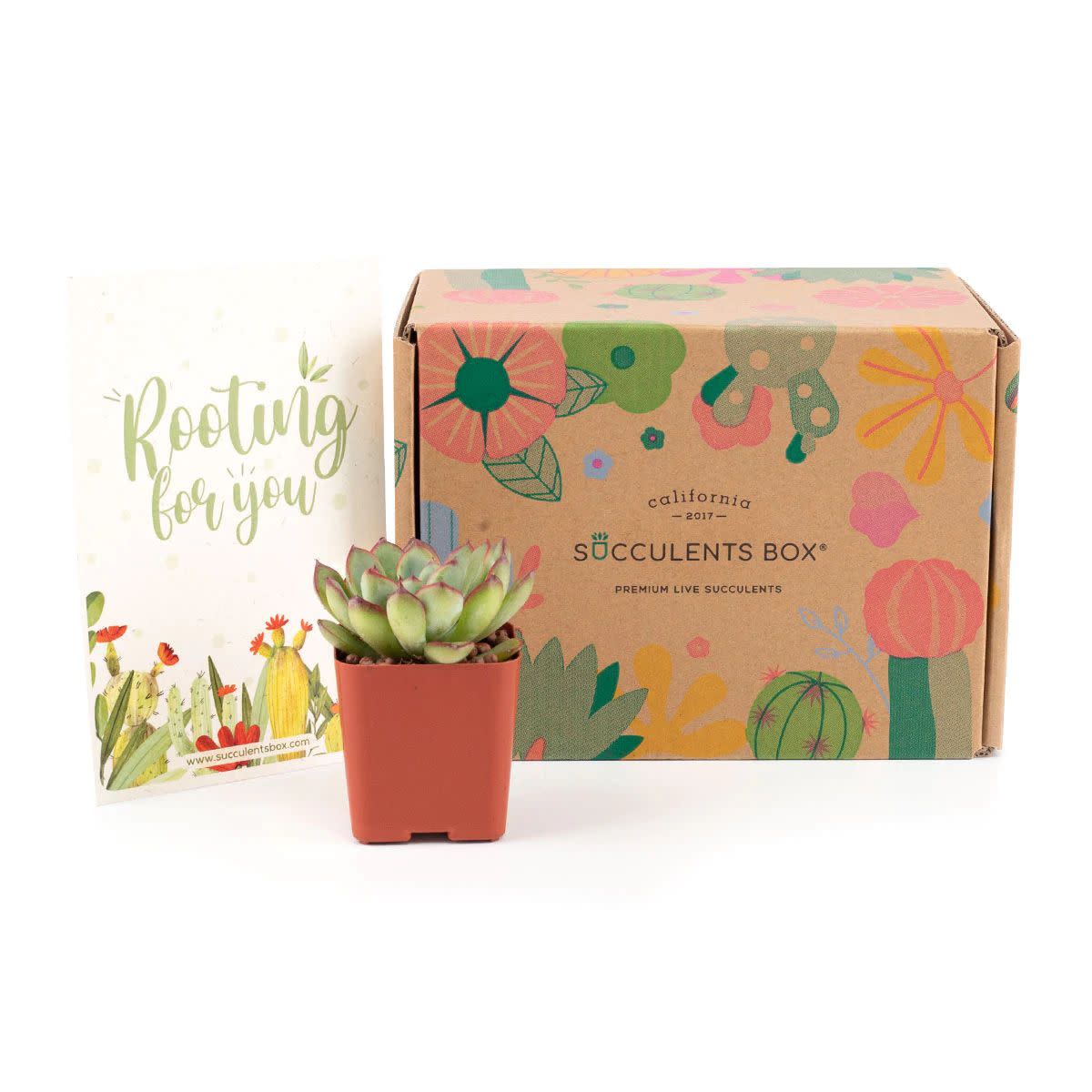 Succulents Box