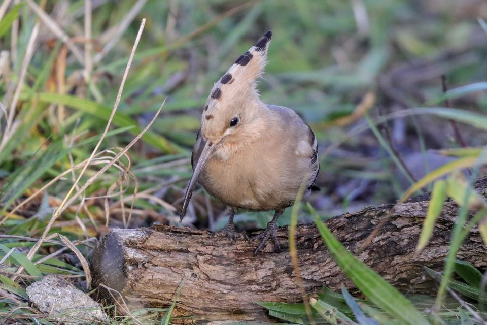 Hoopoe