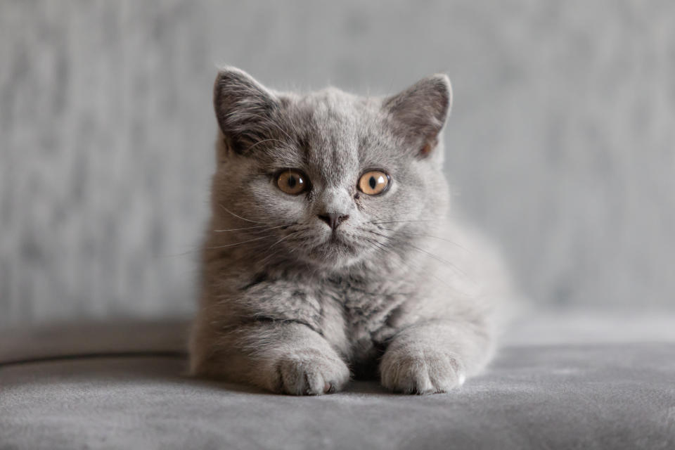 British Shorthair (Getty Images/RooM RF)