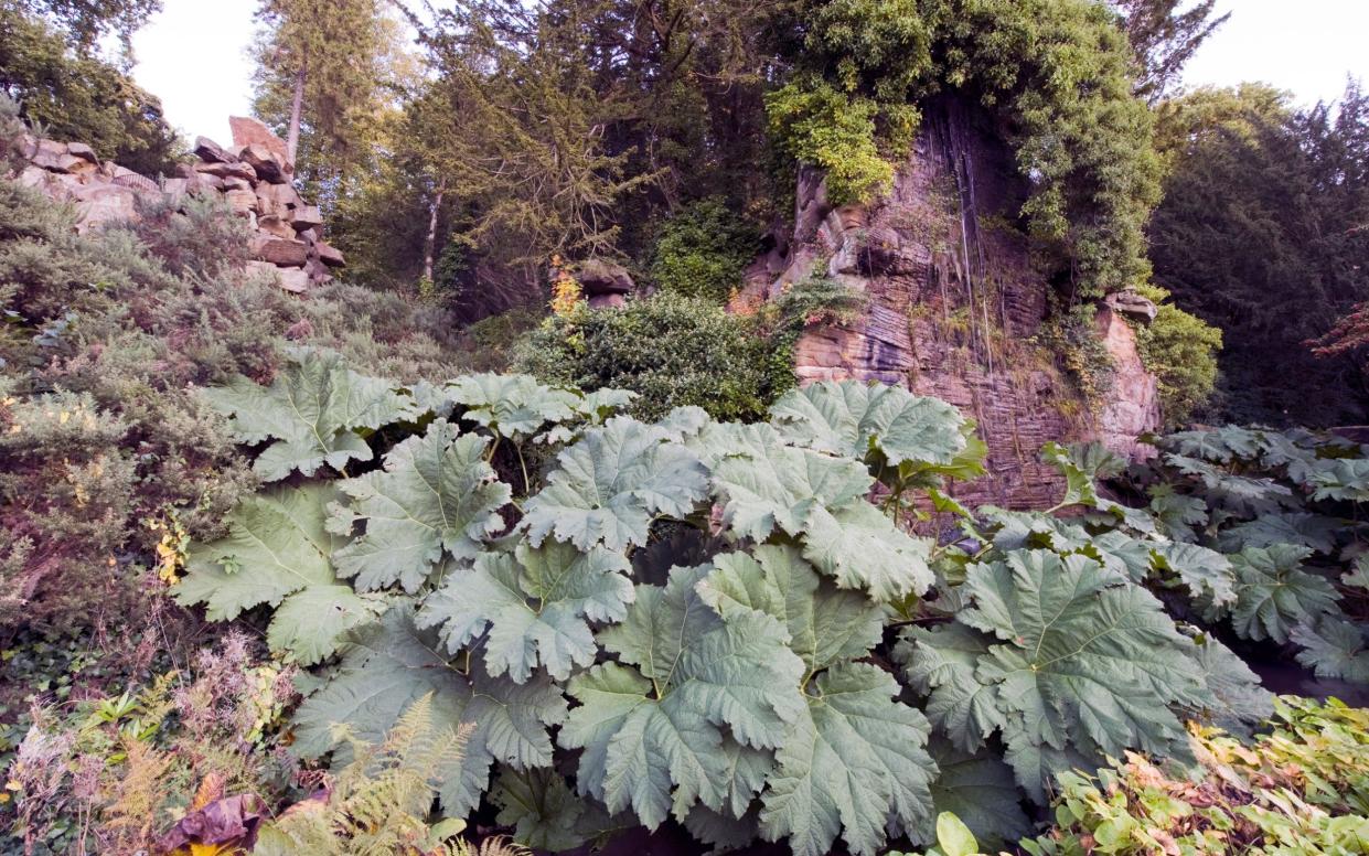 The Brazilian giant rhubarb