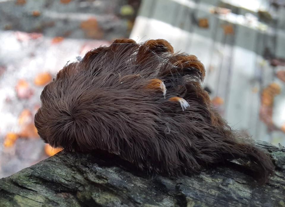 The Virginia Department of Forestry says people should avoid the venomous pus caterpillar. (Photo: Facebook/Virginia Department of Forestry)