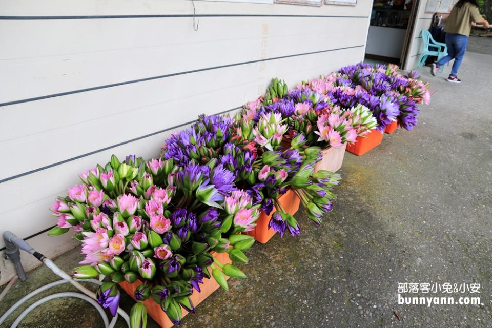 花蓮「蓮城蓮花園」