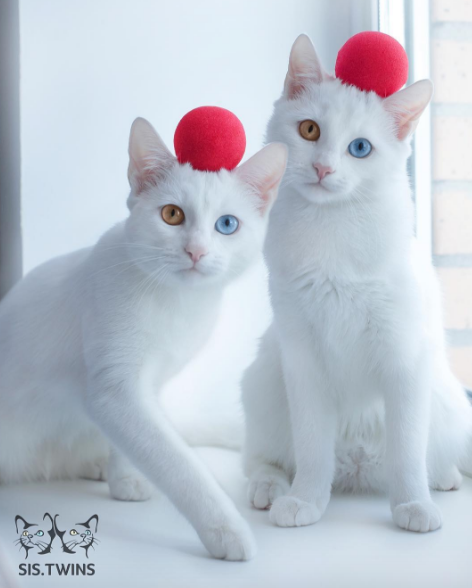 Sin duda, se trata de una pareja de hermosas mascotas.