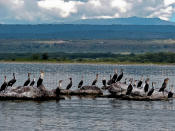 A flock of cormorants at Lake Naivasha make a pretty picture against the backdrop of the mountains.