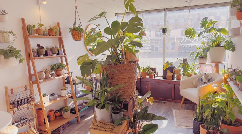 Terrace, a new eco-friendly home goods and plants store, opened earlier this month in downtown Hornell. The shop includes plants that are not always available at major box stores, according to Terrace CEO and founder Dontae Mears.