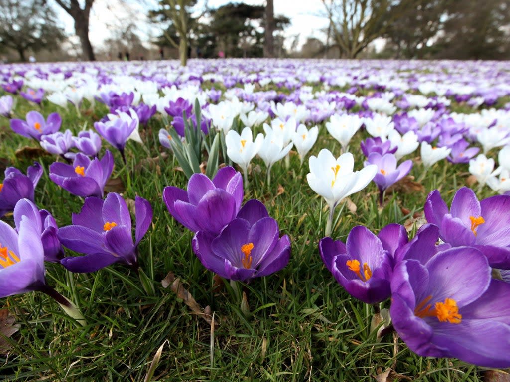 Crocuses in full bloom at Royal Botanic Gardens at Kew, London on 15 March 2010 (Getty Images)