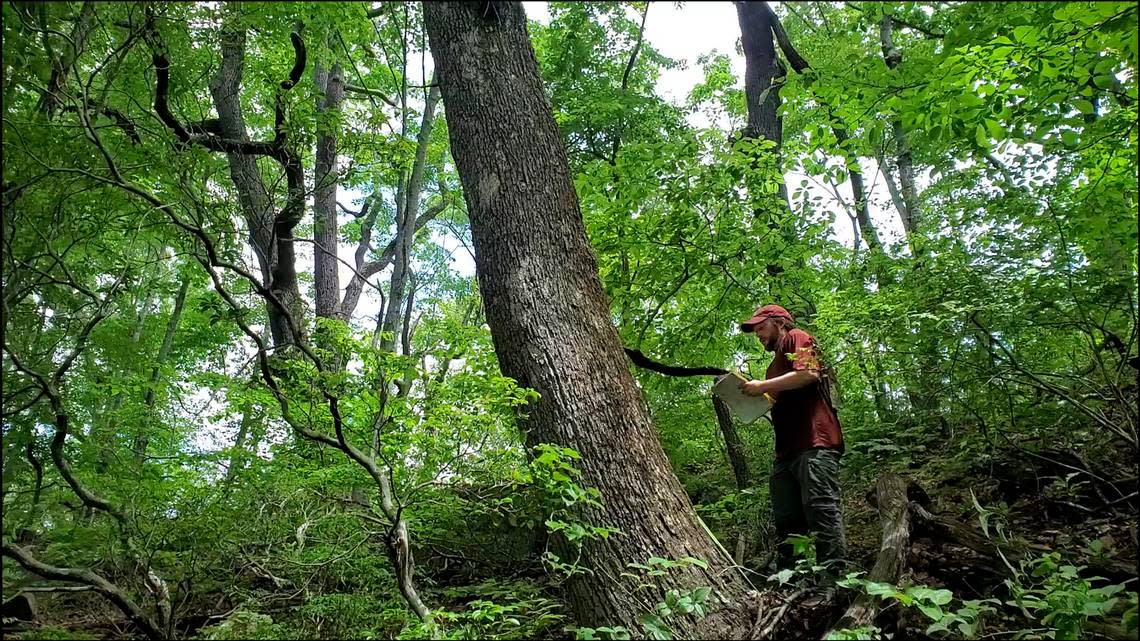Justin Maxwell of Indiana University collects data on an old-growth chestnut oak tree in the Daniel Boone National Forest.