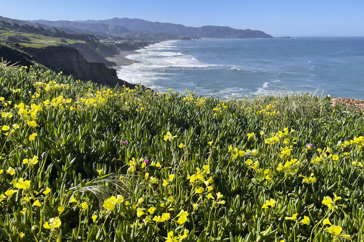 Will there be a ‘superbloom’ this yr in California? This is what to know