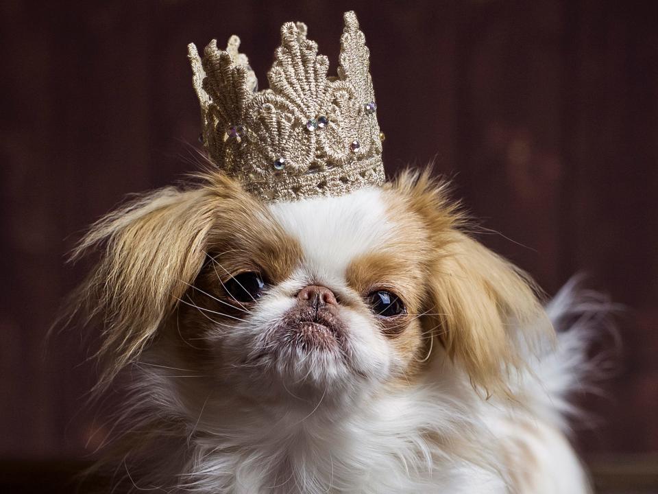 royal dog japanese chin crown