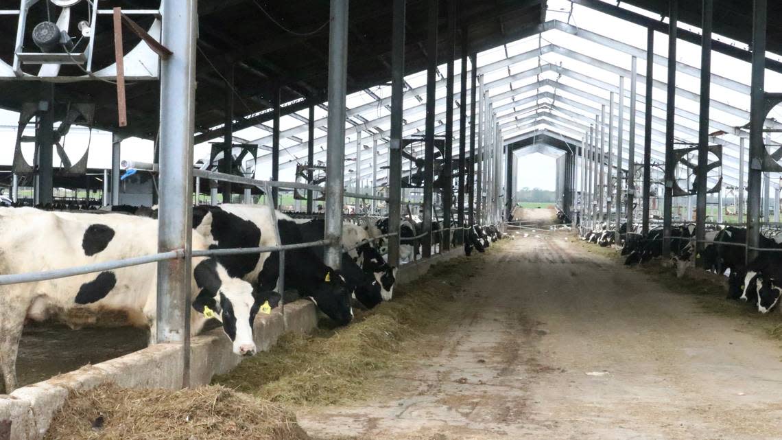 Jerry Dakin says it will take years for Dakin Dairy Farms, 30771 Betts Road, Myakka City, shown Jan. 26, 2023, to recover from the damage caused by Hurricane Ian in September 2022. Many barns there are missing their roofs.