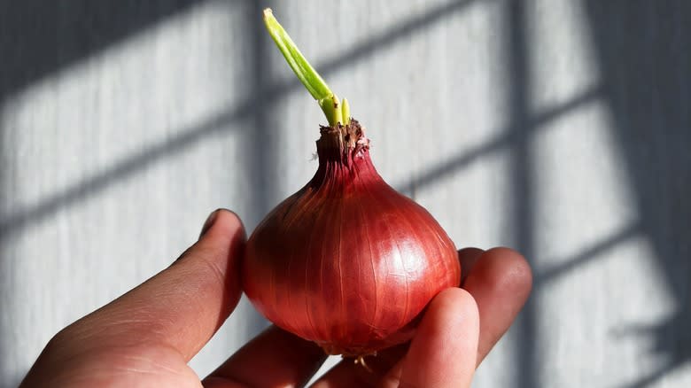 sprouted red onion held in hand