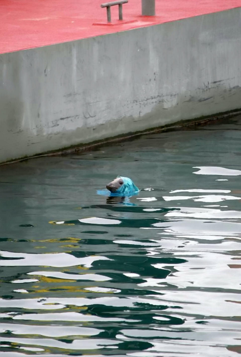 The seal was photographed at Brixham Harbour, Devon (Picture: SWNS)