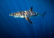 Meet the woman dispelling the myths about one of the worlds most feared ocean predators by swimming without protection with great white sharks. Petite beauty Ocean Ramsey travels the globe swimming with many species of sharks hoping to prove they are nothing like their Jaws film reputation. In these incredible photographs friend Juan Oliphant caught on camera the moment a massive 17-foot Great White let Ocean tail ride through the deep. Shark conservationist Ocean, who is also a scuba instructor, model and freediver, swam with the massive fish in waters off Baja Mexico last year. PIC BY JUAN OLIPHANT / CATERS NEWS