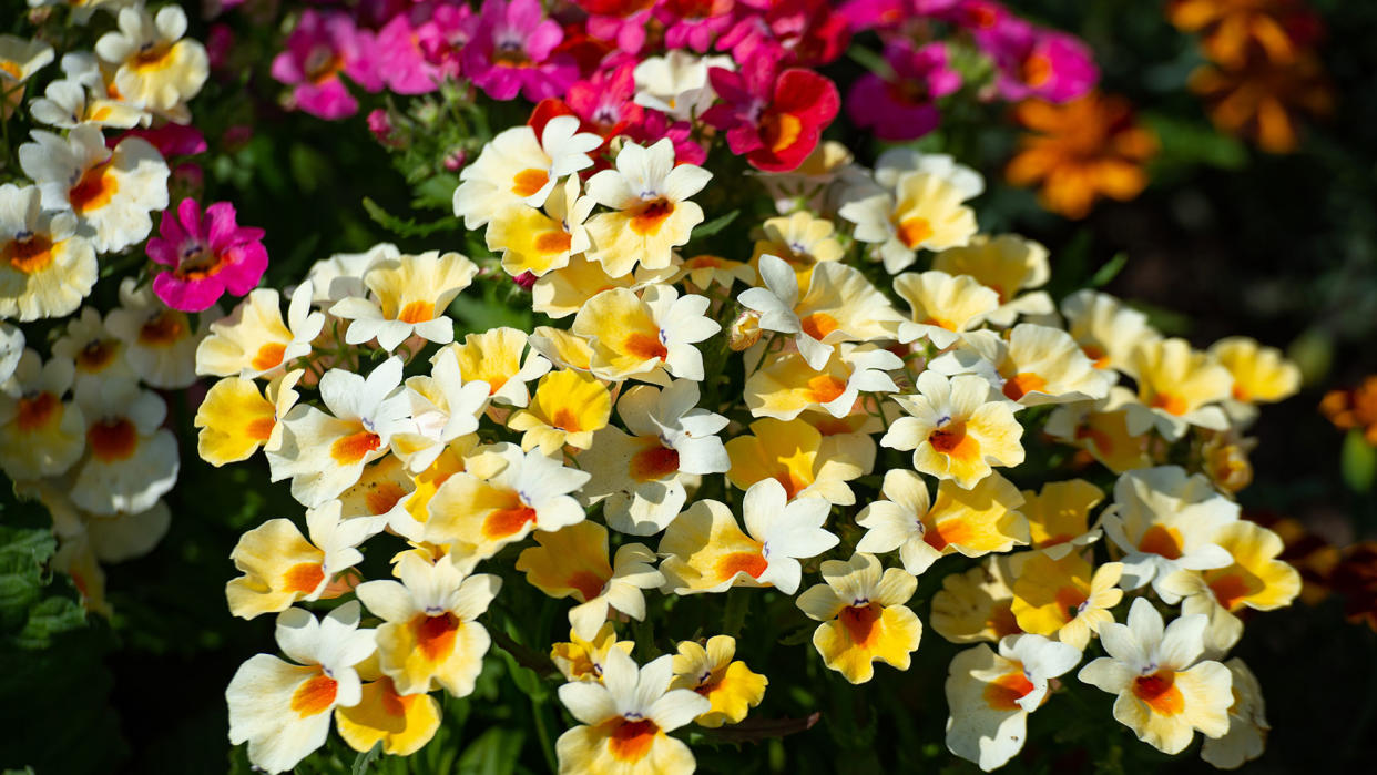  Yellow, red and pink Nemesia blooms. 