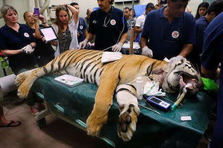 Laziz, an 8-year-old tiger, part of group of 15 animals from Gaza, the last survivors of the "worst zoo in the world", where dozens of animals died of starvation, is checked at the Hebrew University Veterinary Teaching Hospital in Rishon LeZion in Israel, after leaving Gaza on Wednesday for sanctuary out the Palestinian territory, in a rescue mission organised by international animal welfare group Four Paws August 24, 2016. REUTERS/Nir Elias