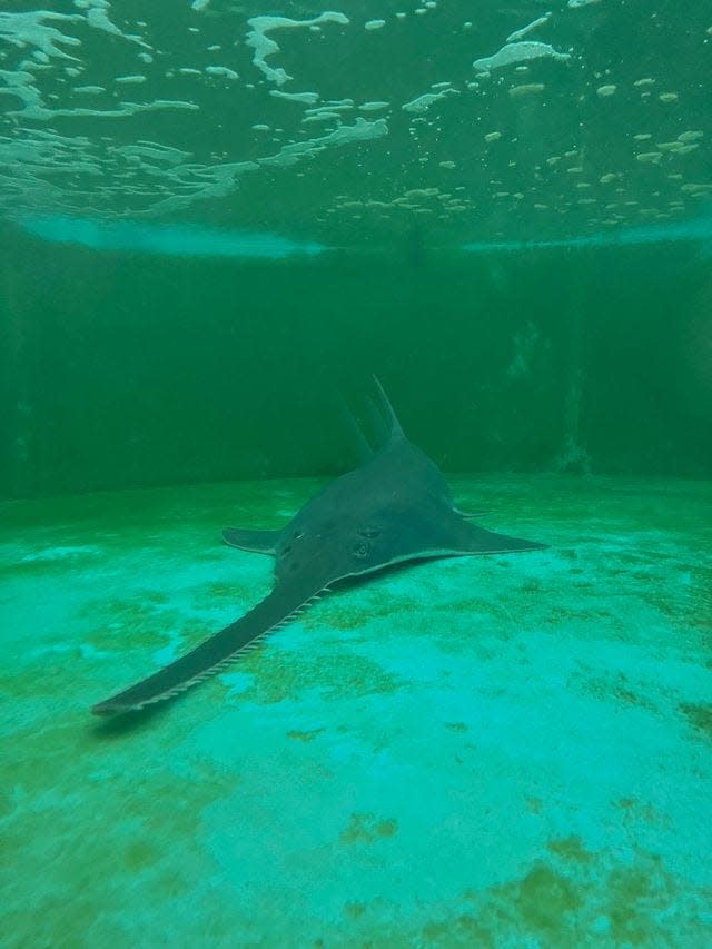 A smalltooth sawfish rescued from the Florida Keys rests in a recovery tank at Mote Marine Laboratory and Aquarium in Sarasota. The fish was found in areas where ciguatera levels have been elevated for months.