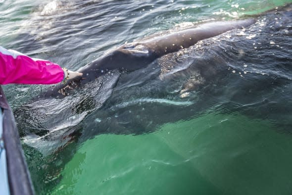 Tourist dies after whale crashes into boat in Mexico