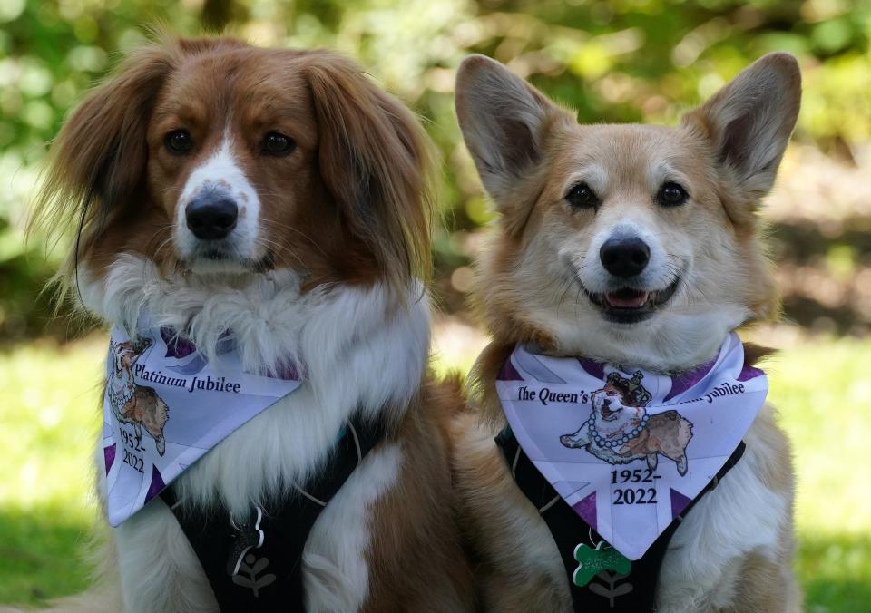 Corgis Bradley and Hovis at Balmoral during an event with the Corgi Society of Scotland to mark Queen Elizabeth II’s Platinum Jubilee (PA)