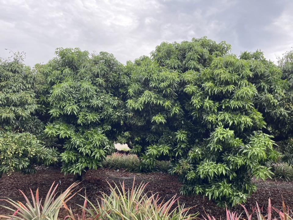 ▲疑受氣候異常影響，彰化縣芬園鄉今年黑葉荔枝的著果率大減7成，農會總幹事黃翊愷勘查糯米荔枝發現恐「全軍覆沒」。（記者陳雅芳攝）