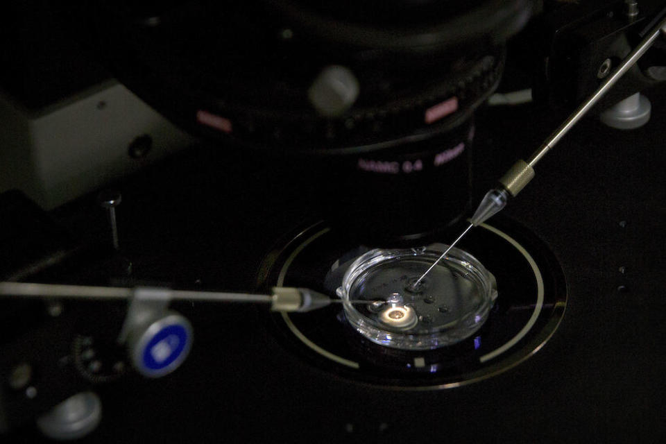 An embryo receives a small dose of Cas9 protein and PCSK9 sgRNA in a sperm injection microscope in a laboratory in Shenzhen in southern China’s Guangdong province (Picture: AP)