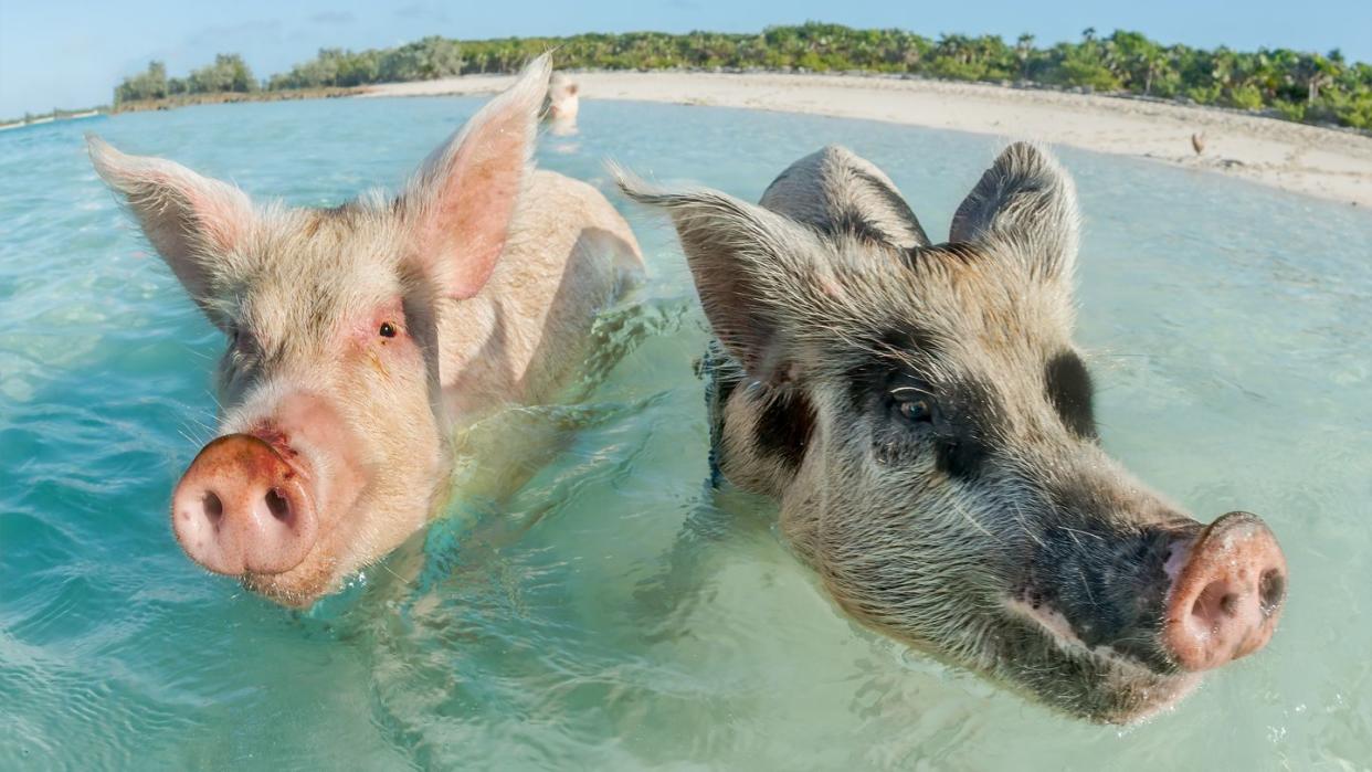 two pigs swimming in the bahamas