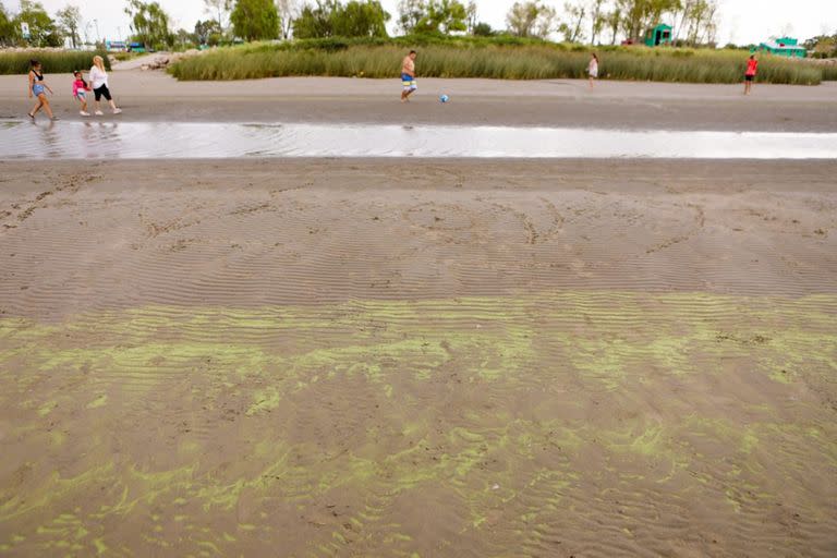 Distintas zonas de la costa sur del Río de la Plata están afectadas, otra vez, por la presencia de cianobacterias. Playas de Punta Lara que muestran la presencia de la coloración verde en el agua