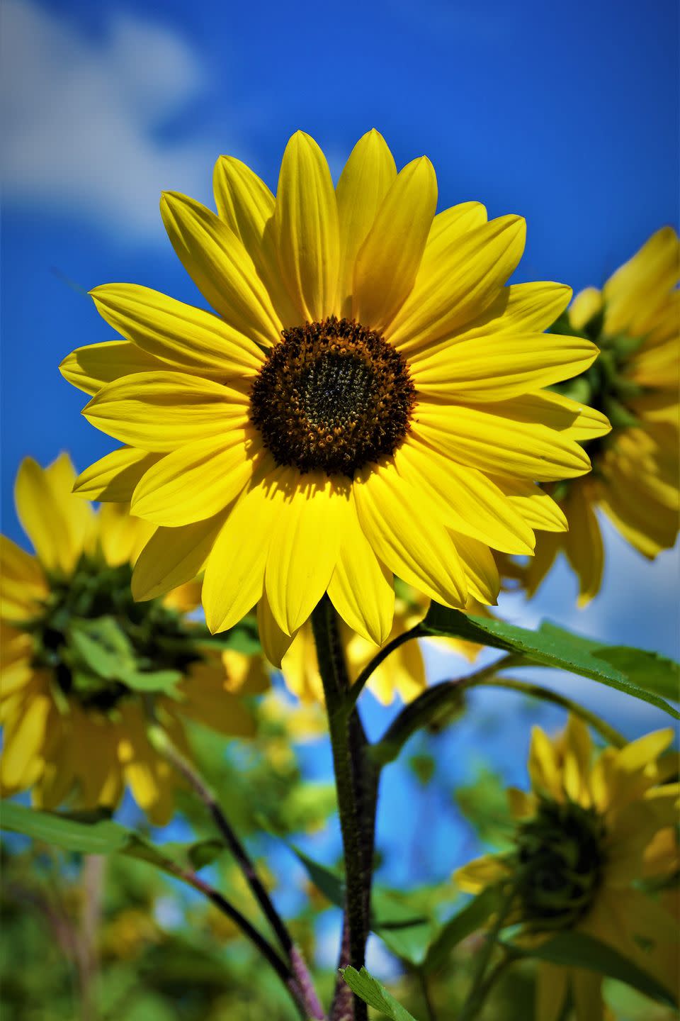 Sunflower Farm in Longmont, Colorado