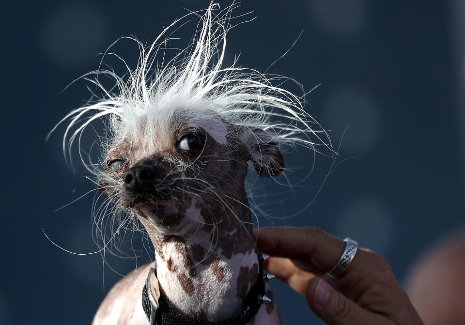<p>A Chinese crested dog named Rascal looks on during the 2017 World’s Ugliest Dog contest at the Sonoma-Marin Fair on June 23, 2017 in Petaluma, Calif. (Photo: Justin Sullivan/Getty Images) </p>