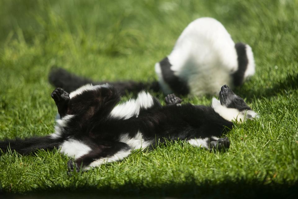 A black and white ruffed lemur takes a nap in the sun at the Brandywine Zoo in Wilmington on April 29, 2022.