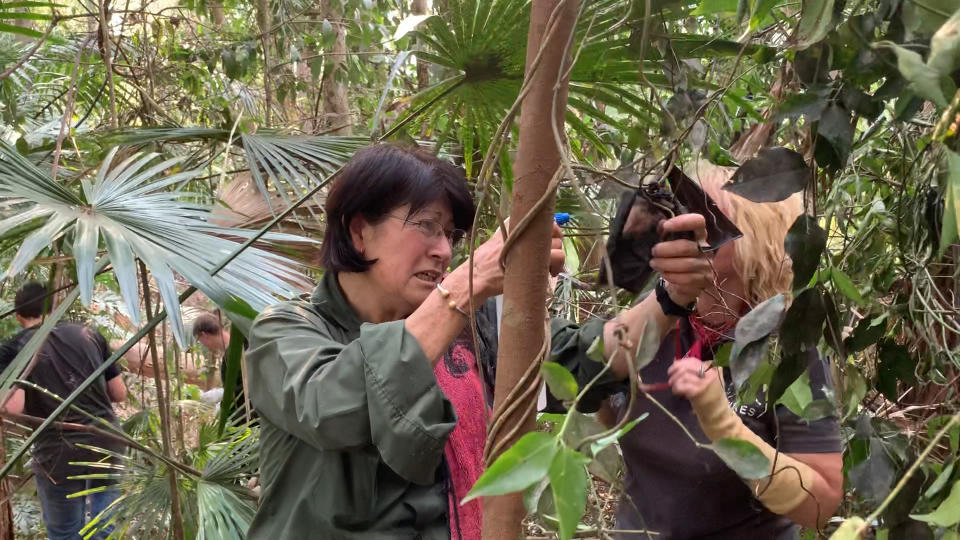 In a dense tropical forest on the NSW Central Coast, two wildlife volunteers work to spray a bat with water. 