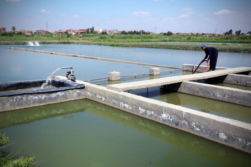 The concrete channels in the climate-smart fish farming system developed by WorldFish can each hold up to 10,000 tilapia.