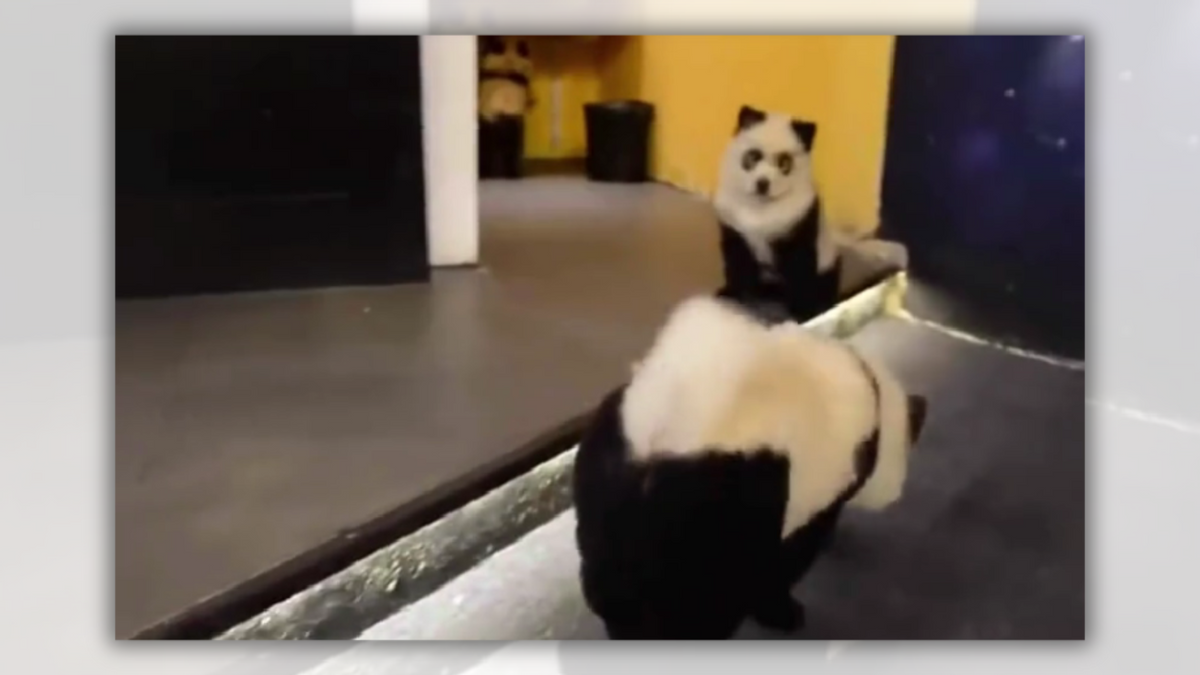 An image shows two black and white allegedly dog-pands hybrids. One is staring at the camera, while the other is walking a bit below. 