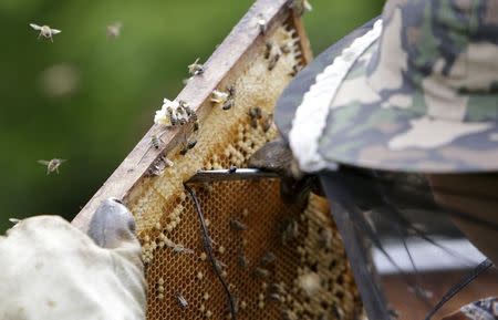 Beekeper Roman Linhart installs heat sensors to a honeycomb from a thermosolar hive in Chrudim May 25, 2015. REUTERS/David W Cerny