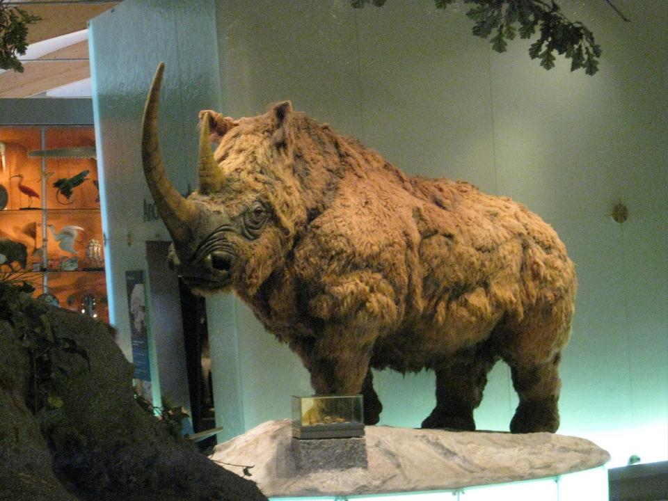 woolly rhino siberia