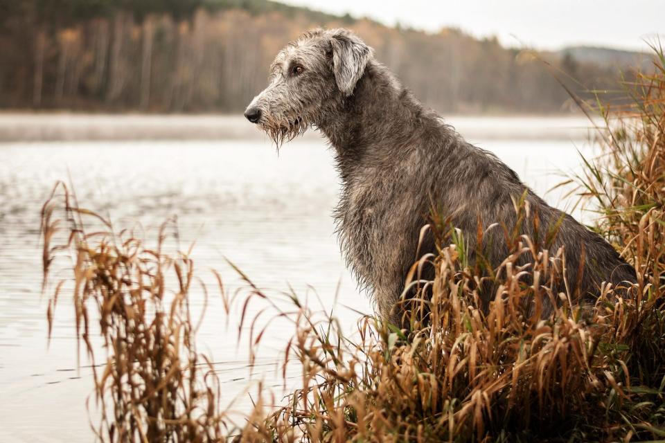 irish woflhound sitting on bank of river