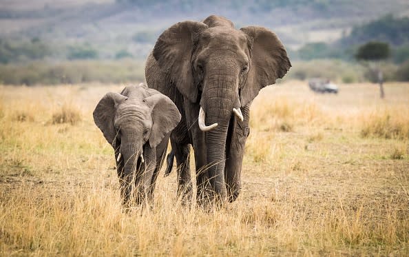The Trump administration just lifted an Obama-era ban on elephant hunting