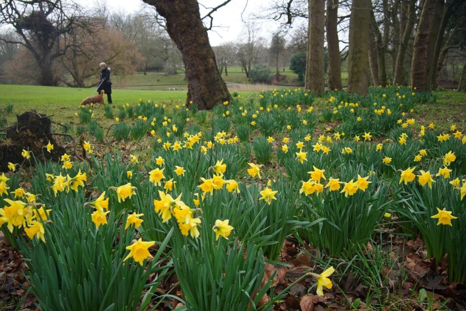 A woman walks by daffodils in bloom at Greenbank Park, Liverpool, during a bright winter morning. Picture date: Thursday February 1, 2024. PA Photo. Photo credi: Peter Byrne/PA Wire (PA)