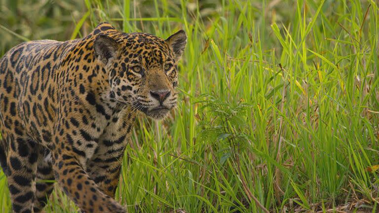 El yaguaraté es una especie amenazada en la Argentina, Brasil y Paraguay