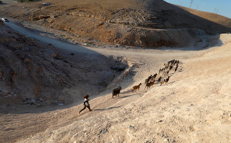 A Palestinian girl herds animals in the Palestinian Bedouin village of Khan al-Ahmar that Israel plans to demolish, in the occupied West Bank September 11, 2018. REUTERS/Mohamad Torokman