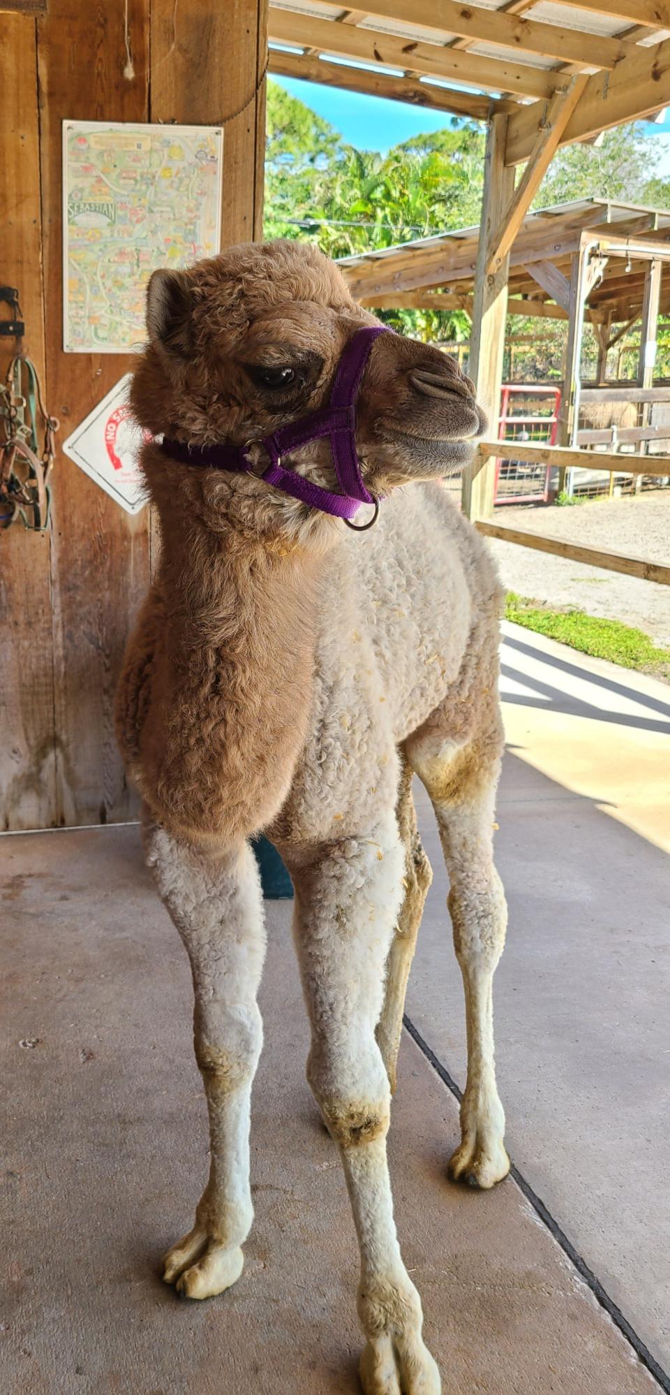 The baby camel at LaPorte Farms in Sebastian was given a name at her Feb. 25 baby shower.