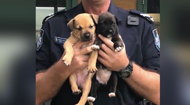 The puppies have since found a home together. Photo: Queensland Police